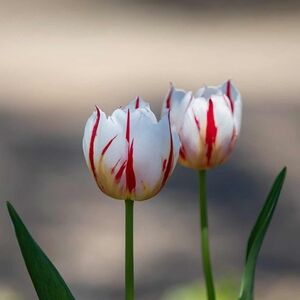 Meet your Posher, Luz